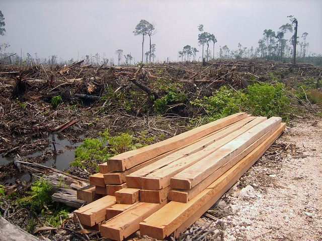 Recycled Cellphones To Stop Deforestation