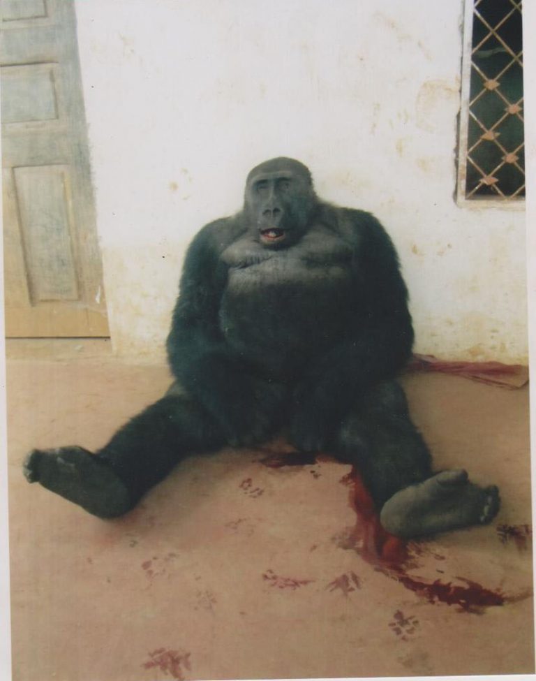Cross River Gorillas At Crossroads