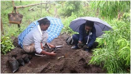 5000 Threatened Trees For Mt. Cameroon National Park Borders
