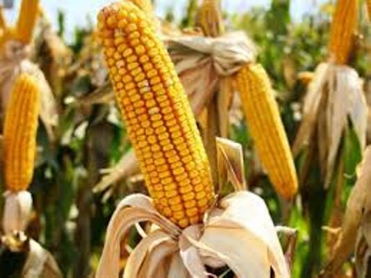Cameroon Takes Blind Leap At Genetically Modified Organisms