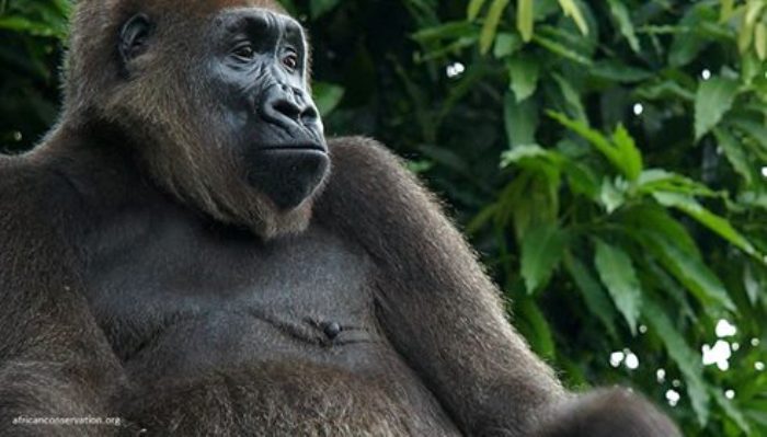 Endangered Wildlife Of Lebialem Losing Forest Homes