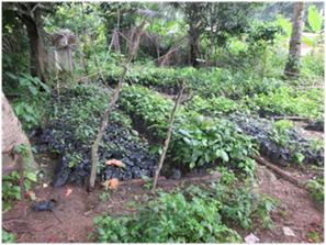 Over 7500 NTFP Seedlings Distributed In Folepi