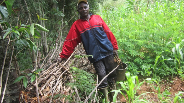 Agroforestry Fruits of Success