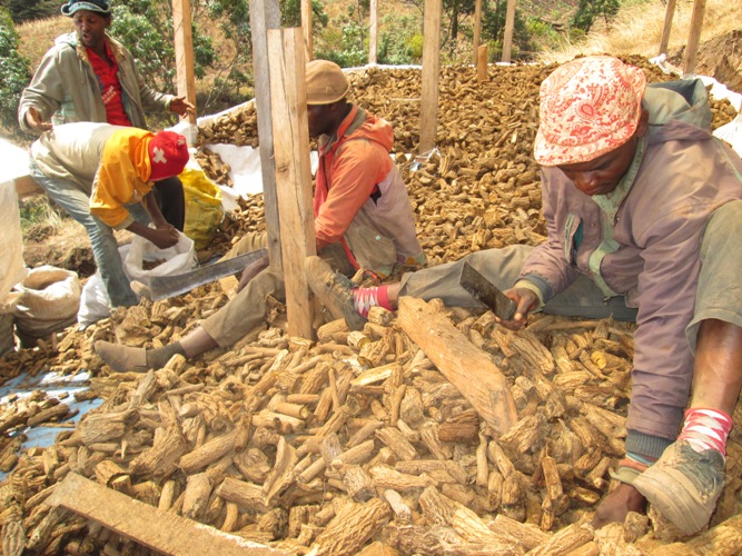 How Echinops Is Bringing In New Revenue Through ABS