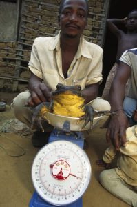 Villagers weighing Goliath Frog (Conraua goliath) largest frog in the world, endangered, Cameroon, Africa