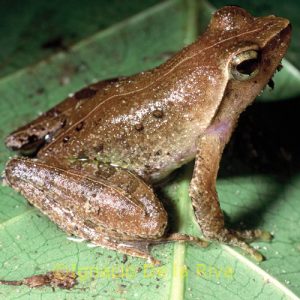 Phrynobatrachus auritus