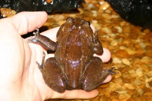 Trichobatrachus robustus