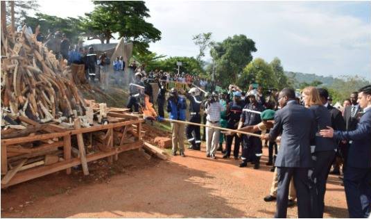 Gov’t Burns2000 Elephant Tusks To Discourage Poaching