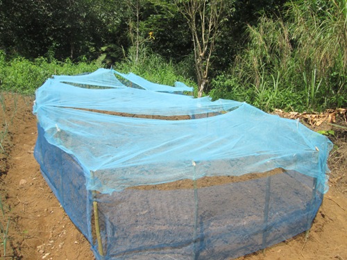 Sustainable Management Measures Instituted For Mondia Plant In Lewoh