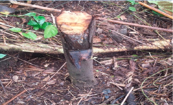 CDC Staff Thwarting Conservation in Mt. Cameroon Area?