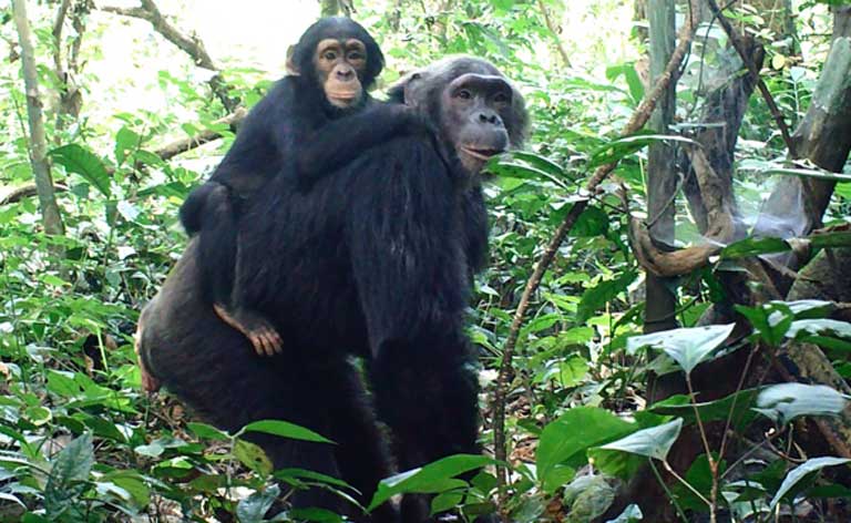 ERuDeF Targets another Conservation Corridor to protect African Forest Elephants and Great Apes Species