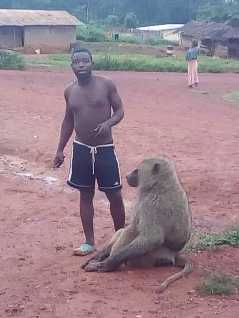 Male Olive Baboon finds home in the Deng Deng Community