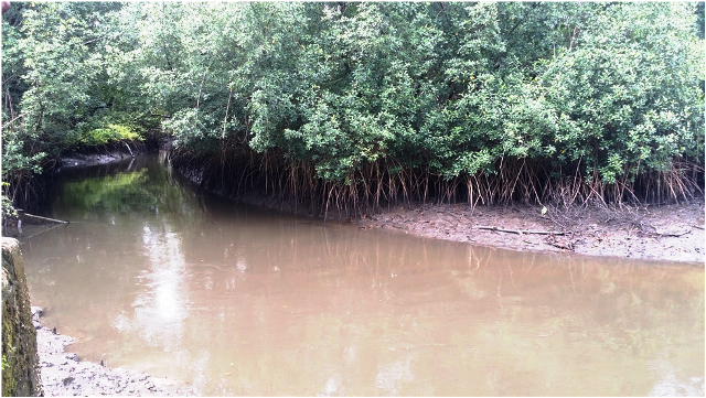 Bakassi Mangroves in Need of  Urgent Conservation Action!