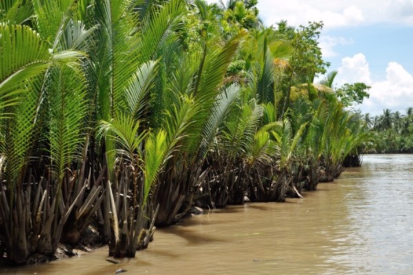 SOS: Cameroon Mangroves Cry for Help!