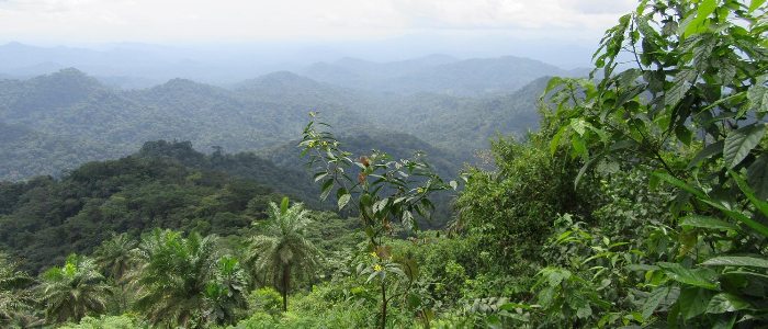 Rainforest Trust USA Provides Three Year Funding For Mak-Betchou