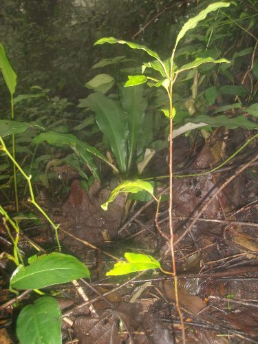 90% Of Threatened Trees Planted At MCNP Survive!