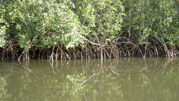 Wetlands in dire need for attention