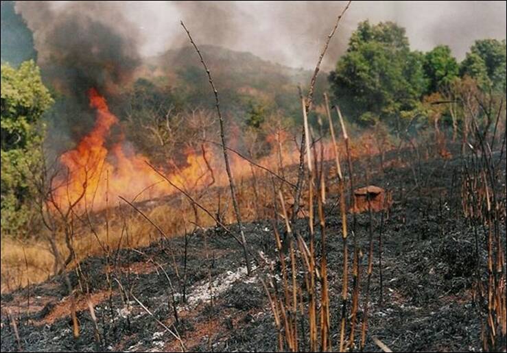 When Bush Burning Befits  Practice