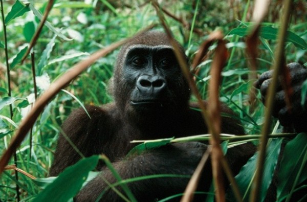 ERuDeF to launch the Deng Deng National Park-Belabo Council Forest Conservation Corridor Project