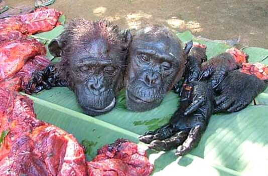 Cameroons Great Apes increasingly poached into extinction