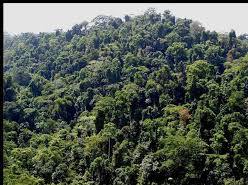 ‘Tofala Hill Wildlife Sanctuary Has REDD+ Potentials’