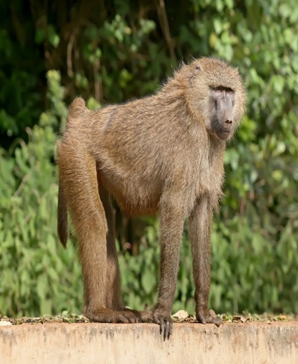 Primates of the Kimbi-Fungom National Park Threatened!