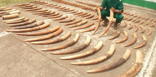 MINFOF Blames Custom Officials For Illegal Wildlife Trafficking