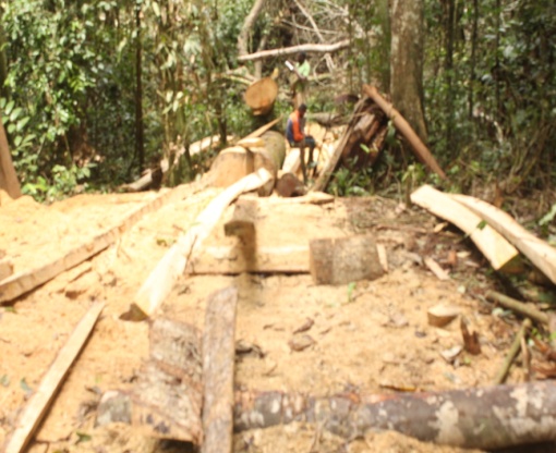 SAVING (WILDLIFE) IN DENG DENG NATIONAL PARK-DJA CORRIDOR: AN ENGAGING TASK FOR ERUDEF